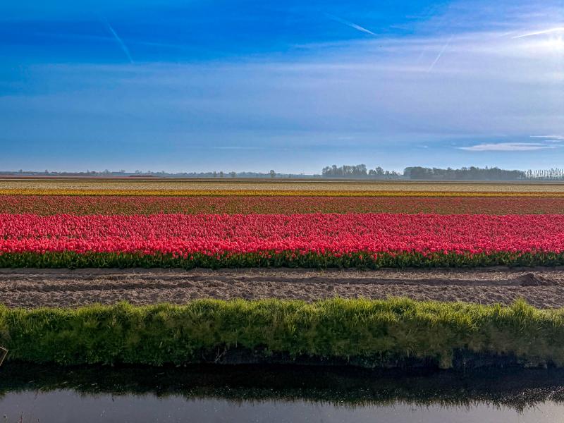Flower fields around Lisse